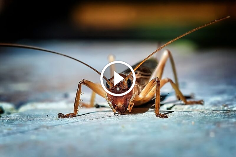 وداعًا لإزعاج صرصور الليل: دليلك الكامل للوقاية والمكافحة