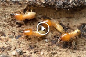 مبيدات النمل الأبيض وأثرها: كيف تحمي صحة الإنسان عند المكافحة؟