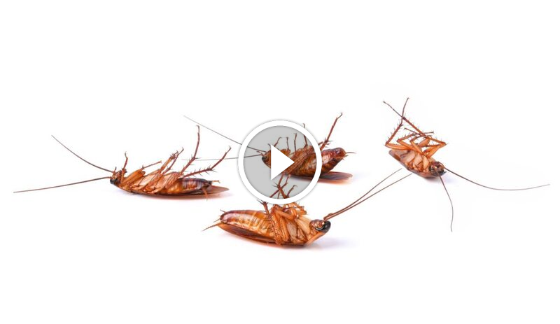 لماذا تختار خدمة مكافحة الآفات بضمان استرداد المبلغ؟