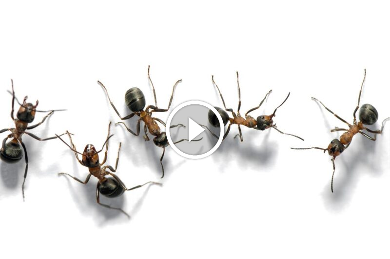 اكتشف تزاوج حشرة النمل: نظام بيولوجي فريد ومتقن