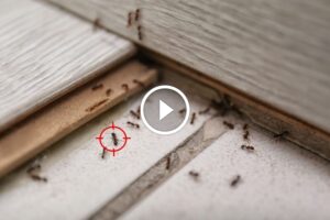 دليل شامل لضمان استعادة رسوم مكافحة الآفات وراحة العميل