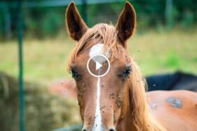 مكافحة ذبابة الخيل: استراتيجيات فعالة لمنزل آمن