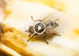 اكتشف دورة حياة الذباب: رحلة النمو من البداية للنهاية