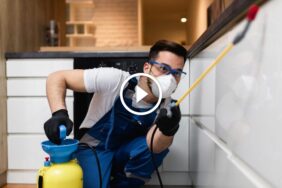 الحل النهائي للتخلص من الصراصير في المطبخ: طبيعي واحترافي