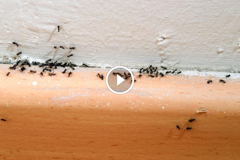 التخلص من النمل الصغير في المنزل: مقاربة شاملة ونتائج دائمة