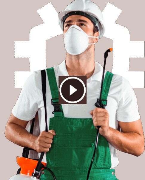 المجد الإماراتية ومكافحة النمل الأبيض الجاف: خبرة تضمن السلامة