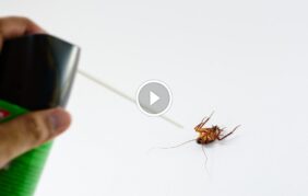 حماية أسرتك تبدأ من هنا: دليل مكافحة الحشرات المنزلية المتكامل