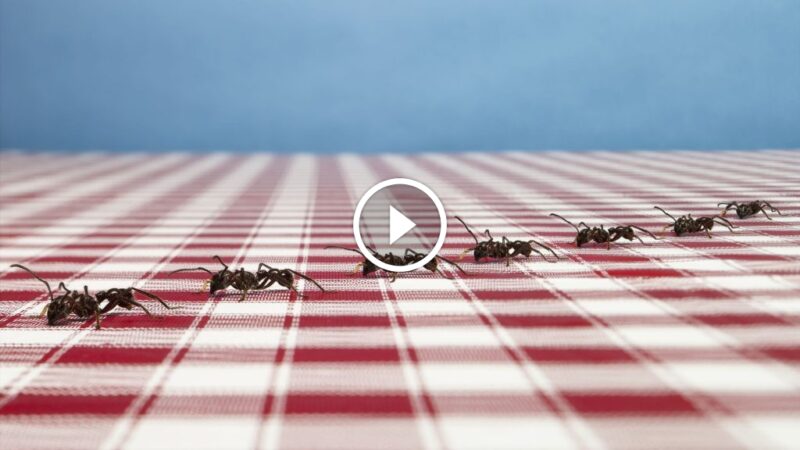 النمل في المنزل: أنواع شائعة، تأثيراتها، وطرق التعامل الآمن والفعال