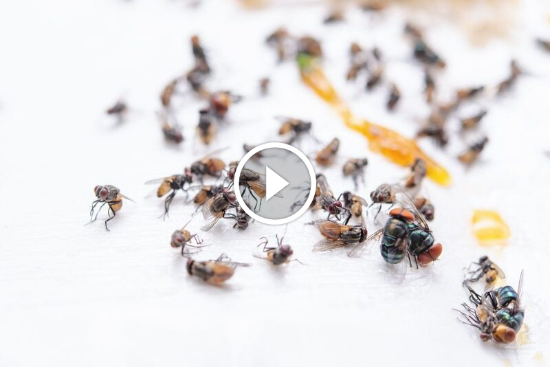 حارب الذباب بذكاء: استراتيجيات عملية لـ مكافحة الذباب الصغير في المنزل