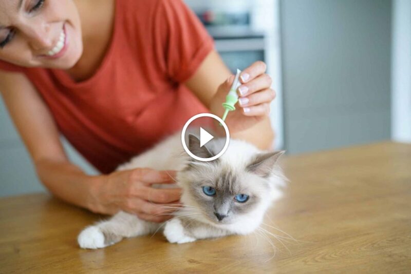 الكشف المبكر عن البراغيث في المنزل وأهمية العلاج الفوري