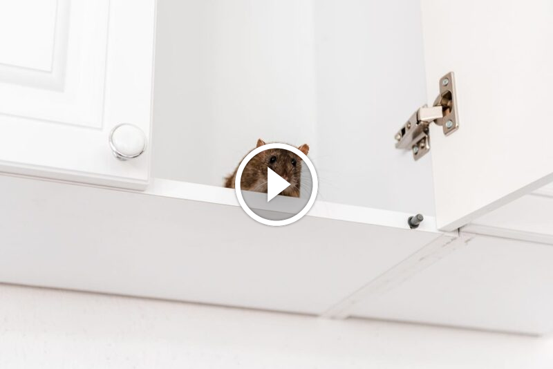 لا تدعهم يعودون: نصائح لـ طرد الفئران من البيت ومنع عودتها