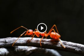 حماية منزلك من النمل الفرعوني: نصائح عملية وطرق مضمونة