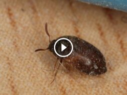 رضاك أولاً: خدمات مكافحة الآفات بضمان 100%