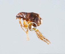 حقائق مثيرة عن حشرة البراغيث: كائن صغير بتحديات كبيرة