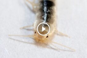 فهم سلوك حشرة السمك الفضي: تغذيتها وسبل مكافحتها الفعالة