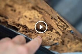 النمل الأبيض: فهم سلوكه لحماية ممتلكاتك الثمينة