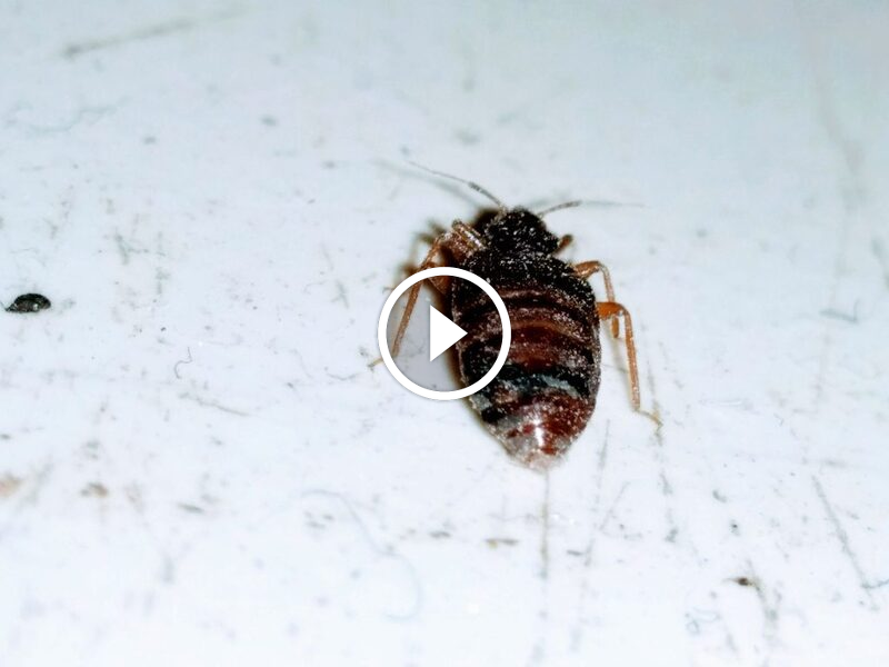 حماية عائلتك: أفضل أساليب التخلص من بق الفراش طبيعيا