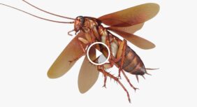 حماية منزلك من الصراصير الطائرة: نصائح وإرشادات