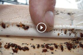 الوقاية تبدأ من براز البق: كل ما تحتاج معرفته