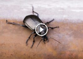 وداعًا للخنافس السوداء: دليل مكافحة نهائي