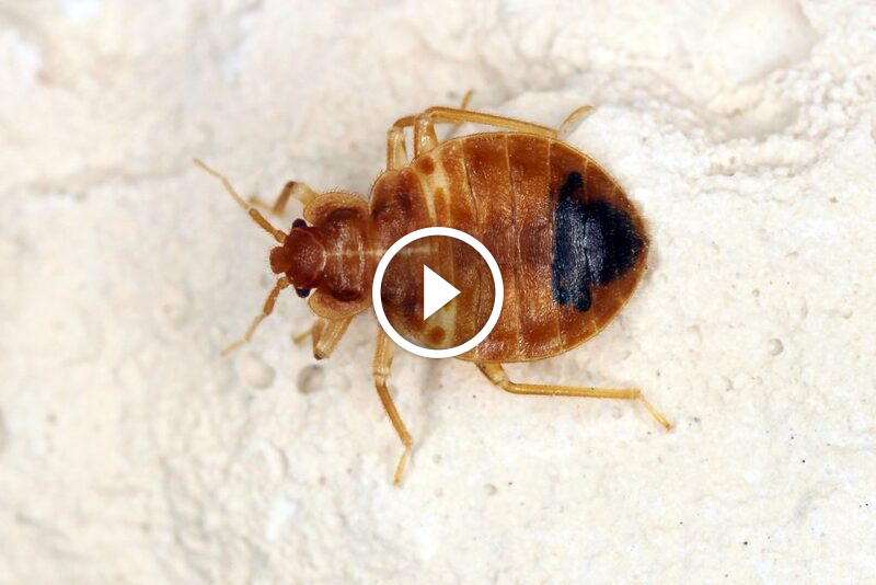 ضمان استعادة الرسوم الكاملة: التزام بالجودة لا مثيل له