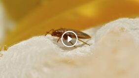 عودة الهدوء لمنزلك: حلول متكاملة في مكافحة حشرات الفراش