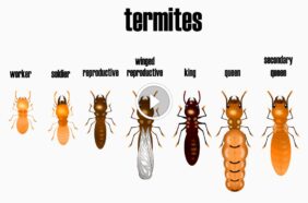 النمل الأبيض: فهم، اكتشاف، ومكافحة النمل الأبيض بمنزلك