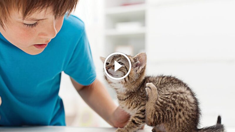 كل ما تحتاج معرفته عن براغيث القطط: من الأعراض للعلاج النهائي