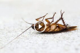 دليل شامل: مكافحة الصراصير المنزلية بخطوات بسيطة
