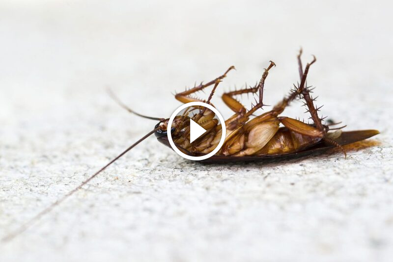 دليل شامل: مكافحة الصراصير المنزلية بخطوات بسيطة