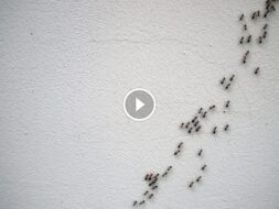 أسرار التخلص من النمل الأسود الصغير في المنزل للأبد