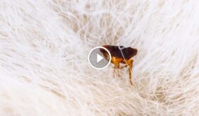 ضمان رضا العملاء في مكافحة الآفات: مفتاح لجودة الخدمة