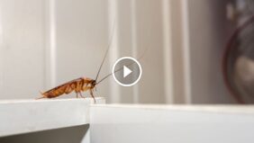 ضمان الرضا في مكافحة الآفات: نموذج للتميز في الخدمة