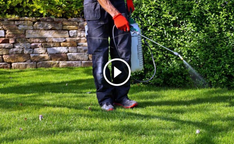 بناء حديقة قوية: استراتيجيات وقائية لـ مكافحة الآفات في الحدائق