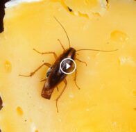 كل ما تحتاج معرفته عن مكافحة الصراصير والقضاء عليها نهائيًا