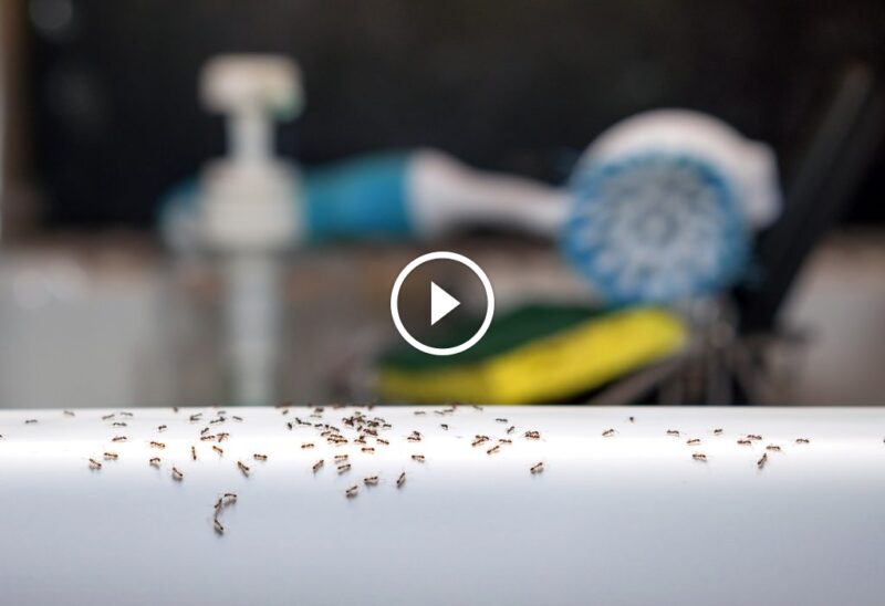 مكافحة النمل المنزلي: وقاية وعلاج لبيت صحي وآمن