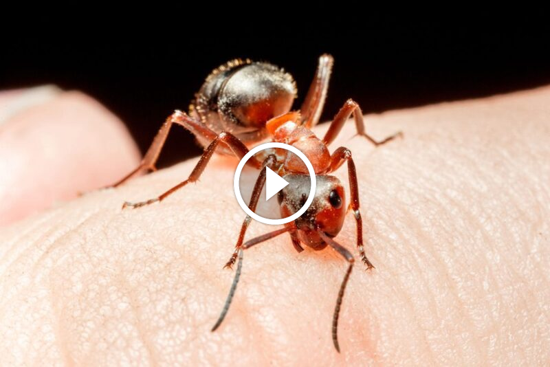 الوقاية والعلاج من قرص النمل: أهم الخطوات لتجنب اللدغات