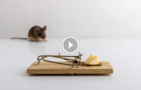 وداعاً للقوارض: استراتيجيات مجربة لـ القضاء على الفئران