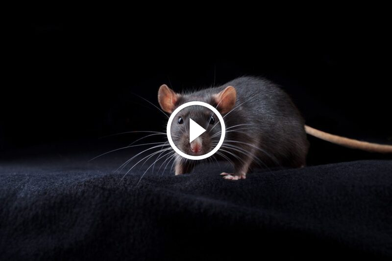 الفأر والظلام: دليلك الشامل لفهم سلوك القوارض