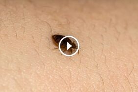 هل الشمس تقتل بق الفراش فعلاً؟ حقائق مهمة يجب أن تعرفها