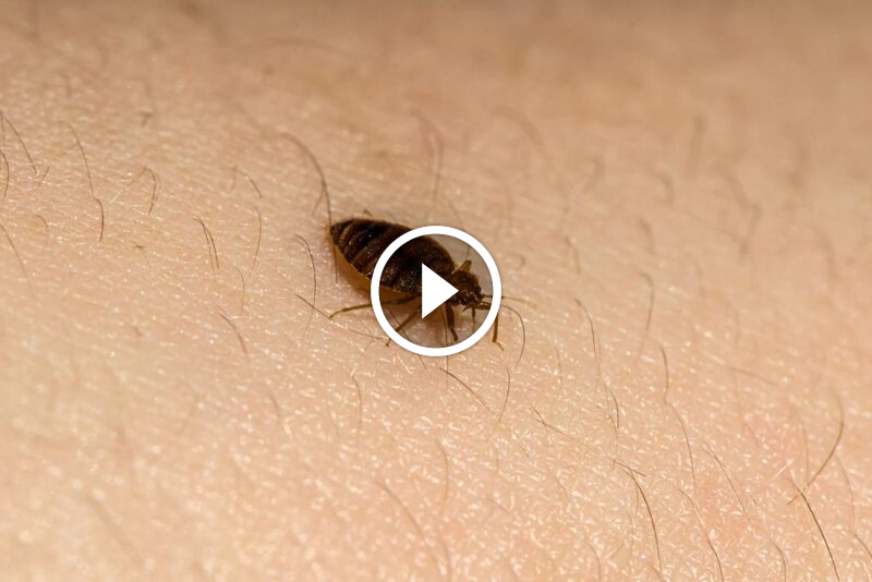 هل الشمس تقتل بق الفراش فعلاً؟ حقائق مهمة يجب أن تعرفها