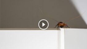 الحل الأمثل لمشكلة الصراصير في المطبخ: طرق حديثة وفعالة للتحكم