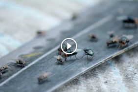 تخلص من الذباب بسهولة: نصائح مجربة لبيئة منزلية نظيفة وهادئة