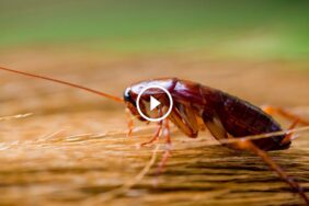 لماذا نحتاج الصراصير؟ كشف النقاب عن فوائدها الحيوية