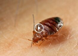 وداعاً لبق الفراش: دليل شامل لخطوات مكافحة بق الفراش