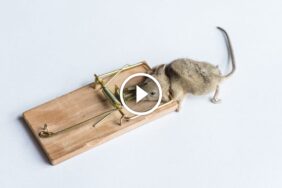 دليل الخبراء لمكافحة الفئران: نصائح لاختيار ووضع المصائد