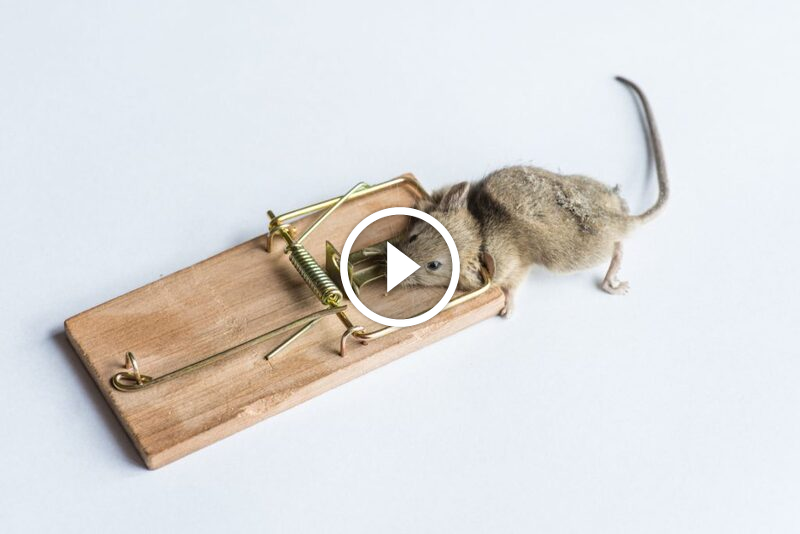 دليل الخبراء لمكافحة الفئران: نصائح لاختيار ووضع المصائد
