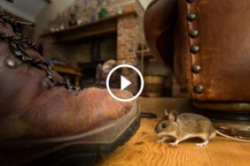 كشف حقيقة خوف فئران المنازل من البشر ومواجهة تهديداتها