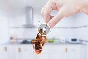 مكافحة صراصير المطبخ: نصائح خبراء للتحكم الدائم بالآفة