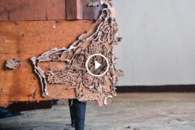 حلول مبتكرة لمكافحة النمل الأبيض: حماية دائمة لمنزلك